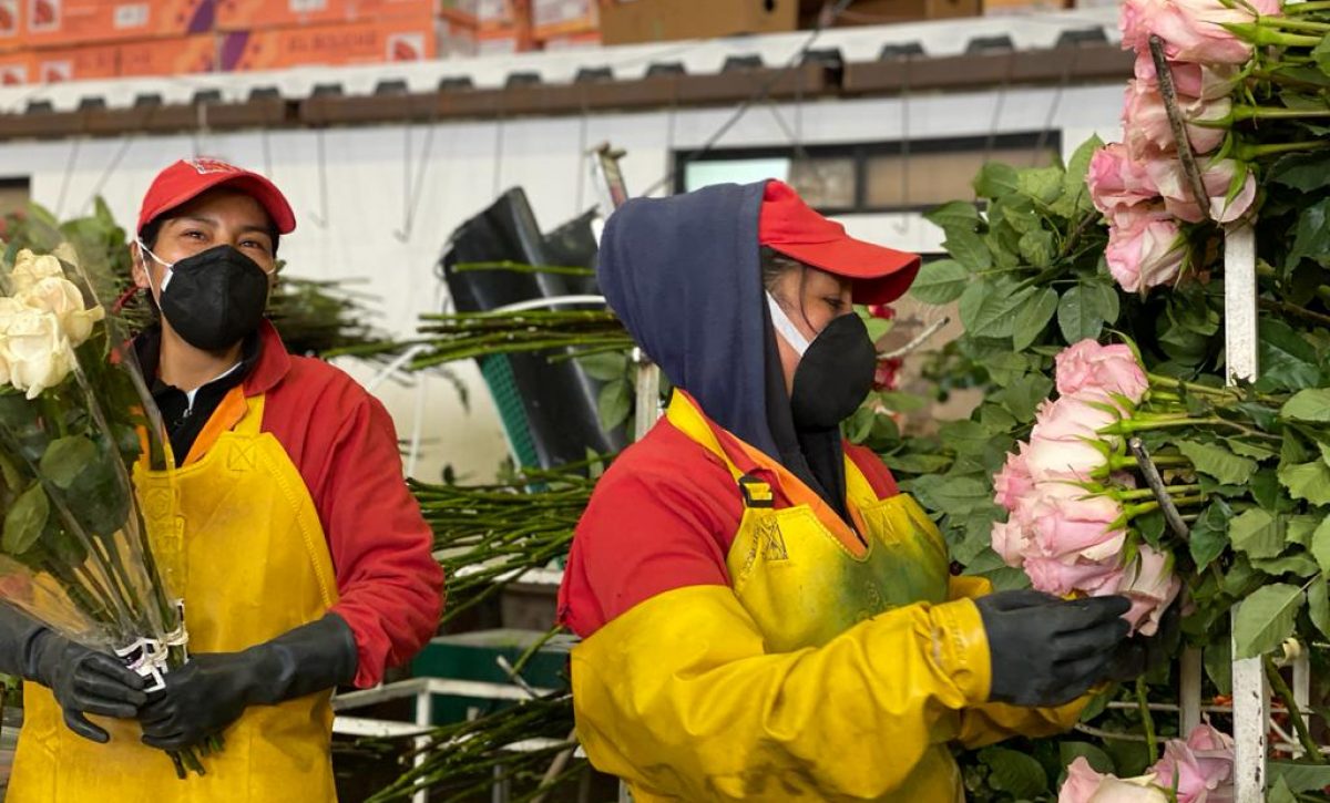 Paro nacional en Ecuador afecta exportación de rosas y genera pérdidas millonarias.