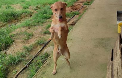 Perro Atropellado en El Carmen: Fundación Exige Fin al Maltrato Animal