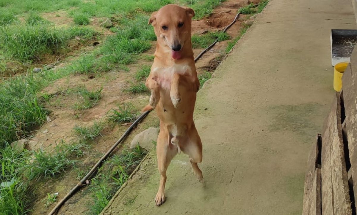 Perro Atropellado en El Carmen: Fundación Exige Fin al Maltrato Animal