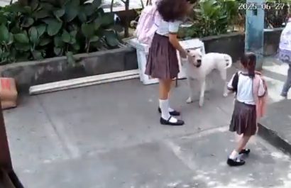 Perro pitbull ataca a niña en Guayaquil: Municipio procesa a tutora por falta de vacunas