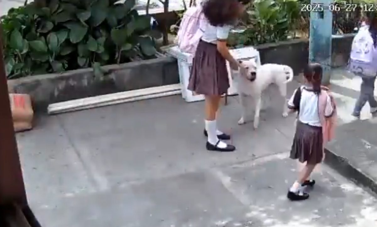 Perro pitbull ataca a niña en Guayaquil: Municipio procesa a tutora por falta de vacunas