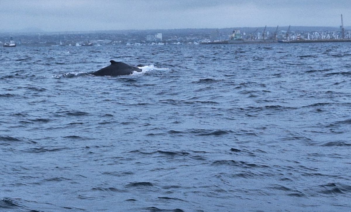 Pescadores rescatan a ballena jorobada y su cría enredadas en una red de pesca en Manta