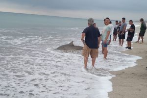 Pescadores retiran tiburón de playa en Crucita El MATE denuncia posible delito