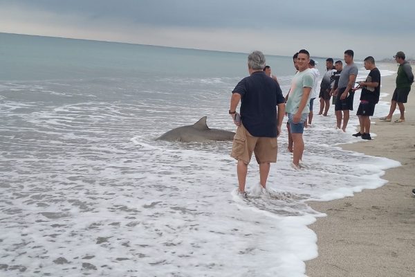 Pescadores retiran tiburón de playa en Crucita El MATE denuncia posible delito