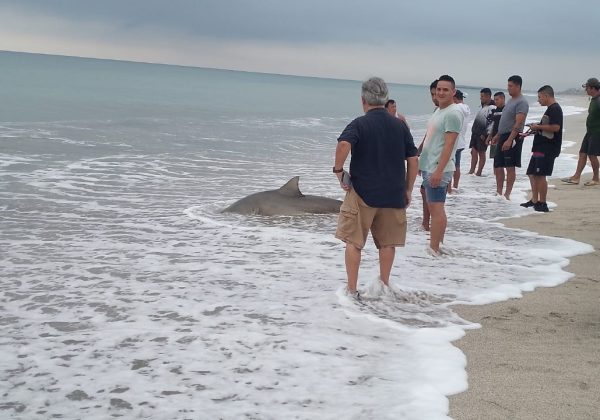 Pescadores retiran tiburón de playa en Crucita El MATE denuncia posible delito