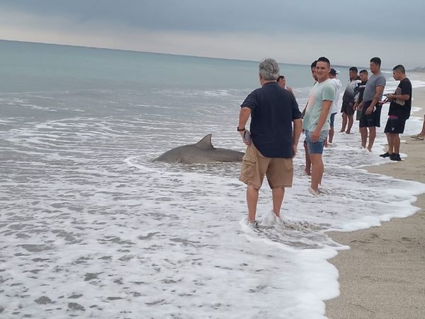 Pescadores retiran tiburón de playa en Crucita El MATE denuncia posible delito