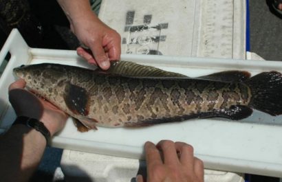 Pez cabeza de serpiente, alerta en Estados Unidos por especie invasora