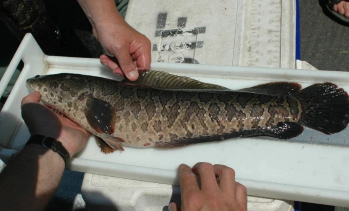 Pez cabeza de serpiente, alerta en Estados Unidos por especie invasora