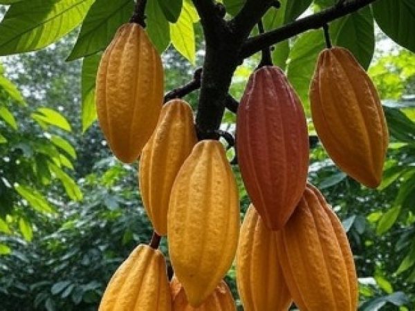 Ecuador busca ser el segundo productor mundial de cacao en 2025