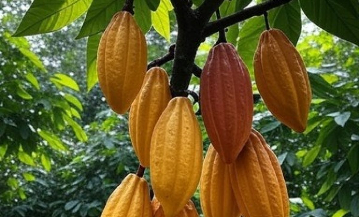 Ecuador busca ser el segundo productor mundial de cacao en 2025