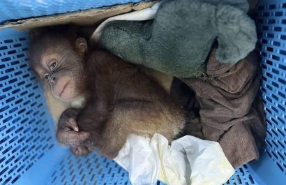 Policía tailandesa intercepta entrega ilegal de orangutanes bebés en una gasolinera.