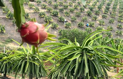 Por qué Perú frenó la importación de pitahaya ecuatoriana