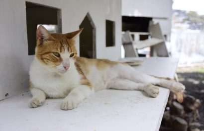 Portoviejo impulsa charlas gratuitas para proteger animales vulnerables