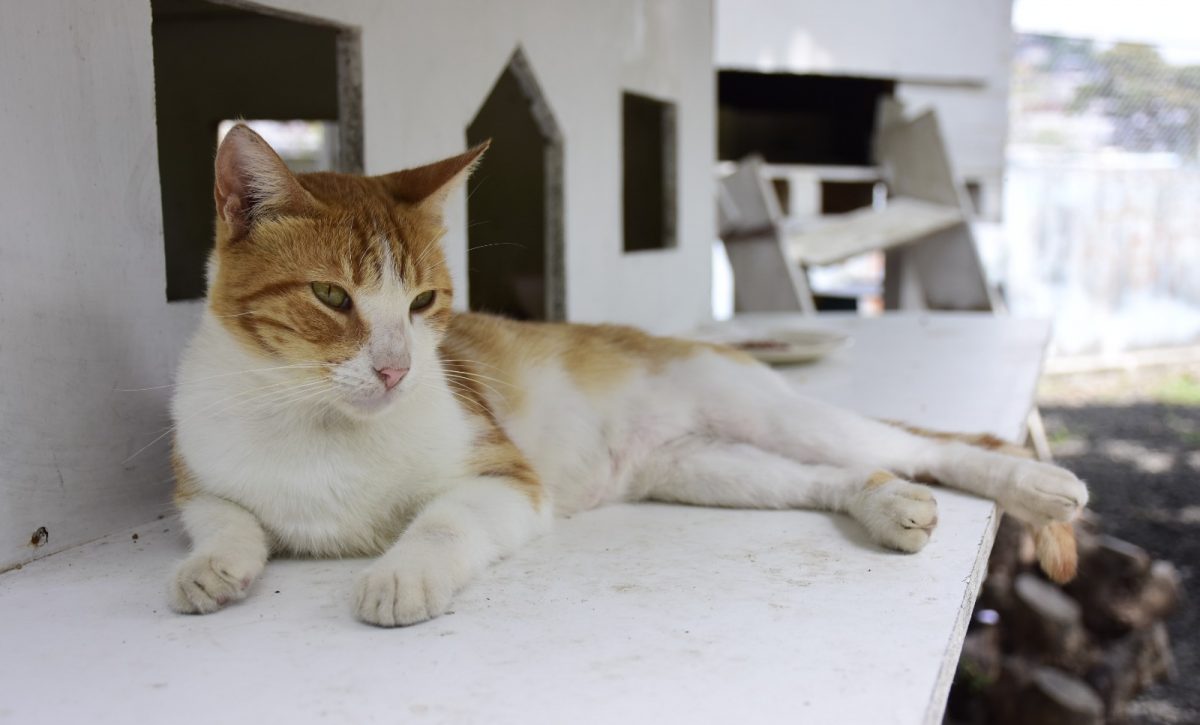 Portoviejo impulsa charlas gratuitas para proteger animales vulnerables