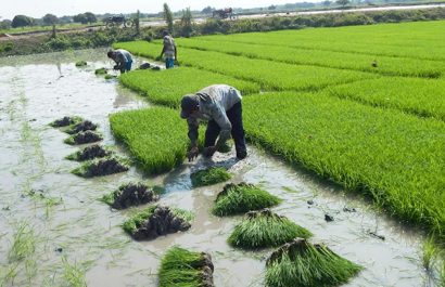 Pro Ecuador lideró la mesa urgente por la crisis del sector arrocero en Ecuador, se reporta sobreproducción de la gramínea. (MAG).