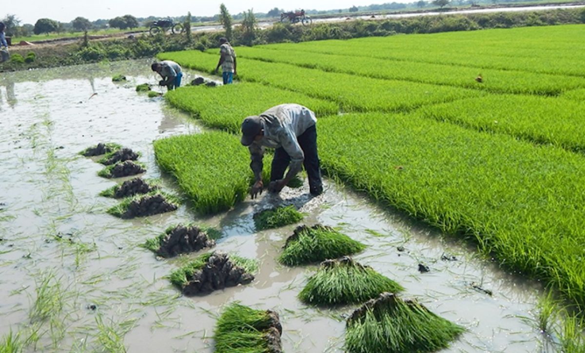 Pro Ecuador lideró la mesa urgente por la crisis del sector arrocero en Ecuador, se reporta sobreproducción de la gramínea. (MAG).