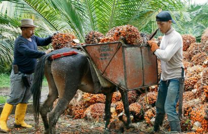 Producción de palma africana cayó más del 80% en cinco años en Santo Domingo