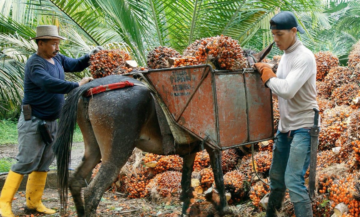 Producción de palma africana cayó más del 80% en cinco años en Santo Domingo