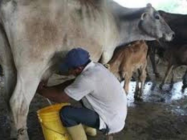 Productores manabitas ven en China una salida a la crisis del sector ganadero