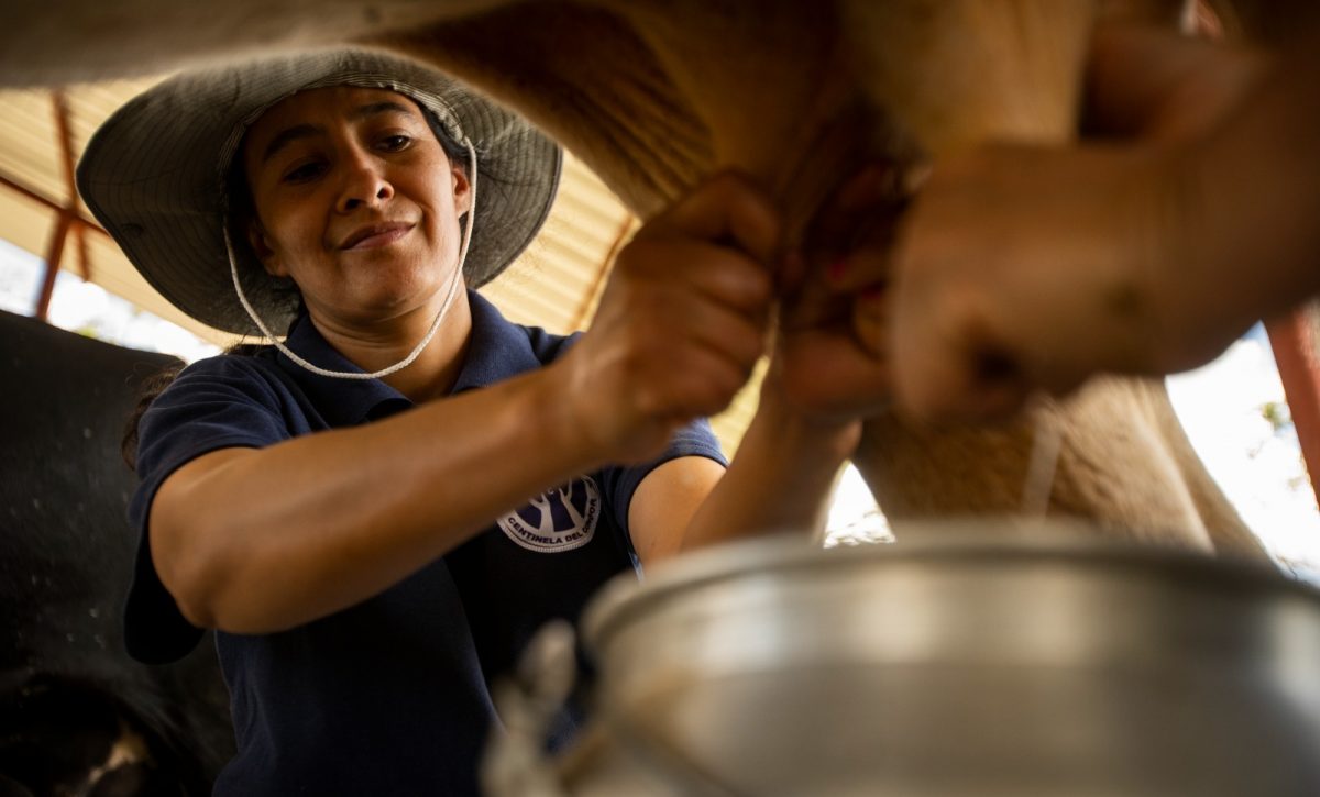 Productores respaldan reforma legal para fijar precio justo de la leche