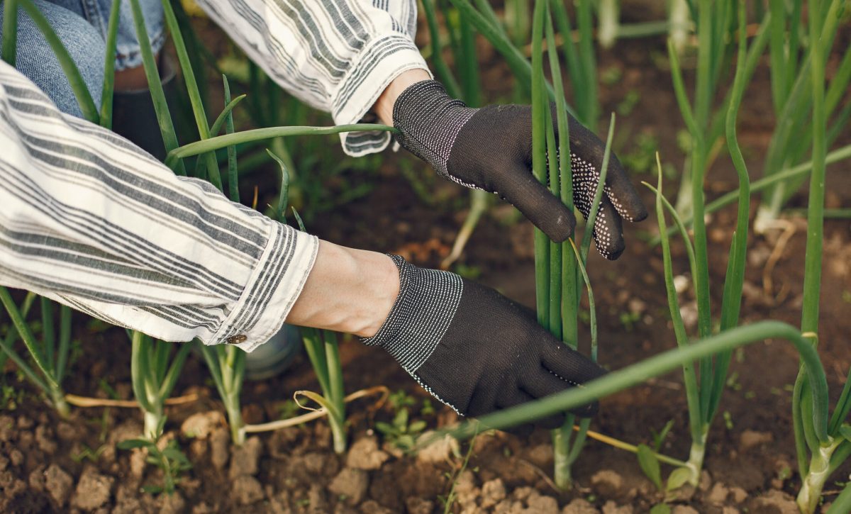 Pronóstico agro meteorológico Ecuador lluvias fuertes, del 31 de marzo al 2 de abril, afectarán los cultivos.