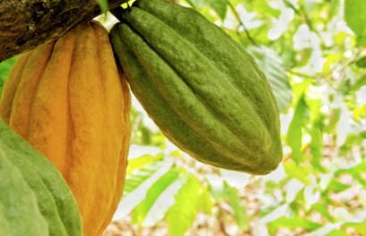 Proyecto bioeconómico circular transformará la producción del cacao ecuatoriano