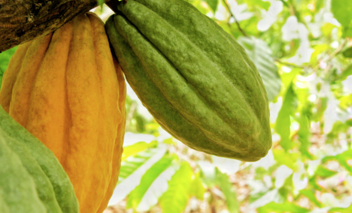Proyecto bioeconómico circular transformará la producción del cacao ecuatoriano