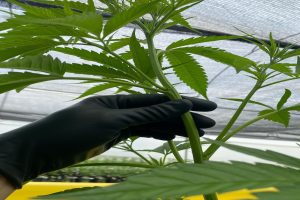 Proyecto de ley de cannabis en Ecuador: Se podrá cultivar 30 plantas en el hogar