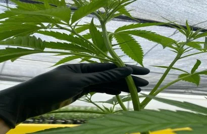 Proyecto de ley de cannabis en Ecuador: Se podrá cultivar 30 plantas en el hogar