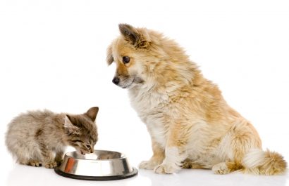 ¿Pueden los gatos comer comida de perro? Esto es lo que pasa