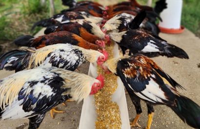 ¿Qué comen los gallos de pelea para ganar en el ruedo Conozca la dieta de los siete granos