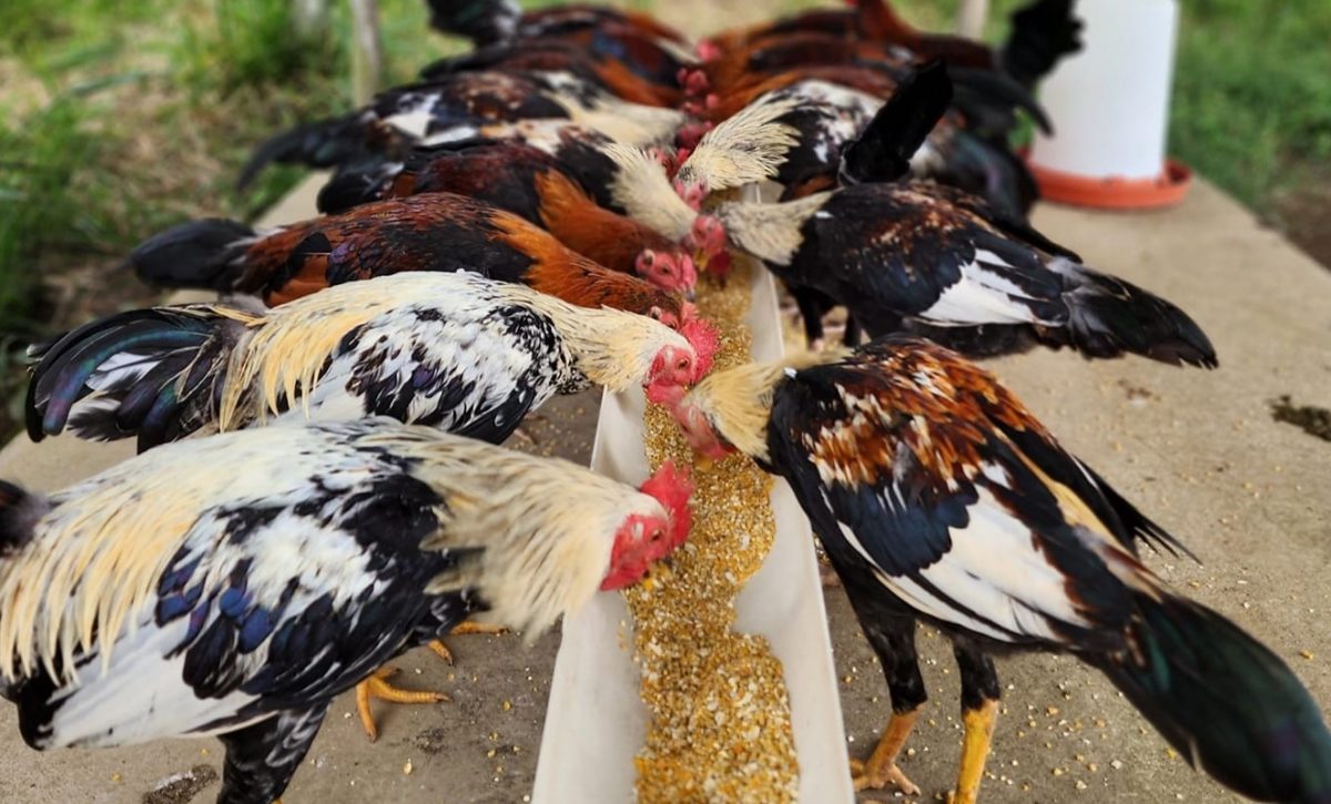 ¿Qué comen los gallos de pelea para ganar en el ruedo Conozca la dieta de los siete granos