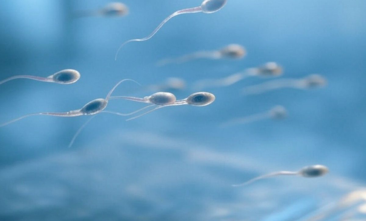 ¿Quién ganará Este viernes se celebrará la primera carrera de espermatozoides de la historia