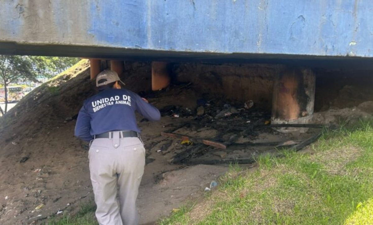 Quito autoridades recaban pruebas tras grave caso de maltrato animal en Carcelén