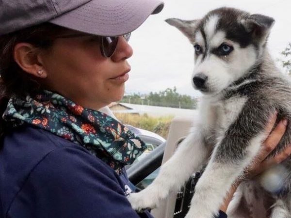 Rescatan cachorros en operativo sorpresa en mercado de El Quinche