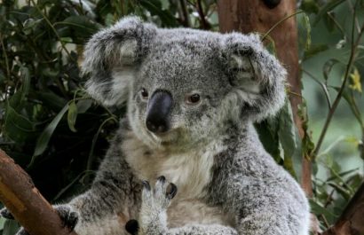 Sacrificio de 750 koalas por francotiradores en Australia genera controversia global