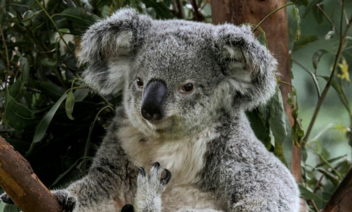 Sacrificio de 750 koalas por francotiradores en Australia genera controversia global