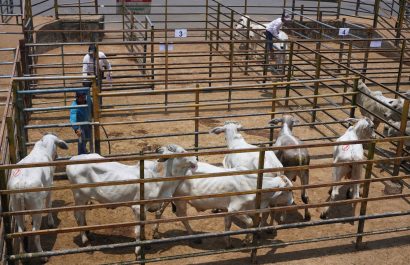 Santo Domingo El 80 % del ganado comercializado en la feria de ASOGAN corresponde a cruces.