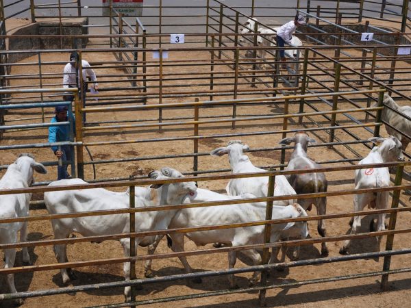 Santo Domingo El 80 % del ganado comercializado en la feria de ASOGAN corresponde a cruces.