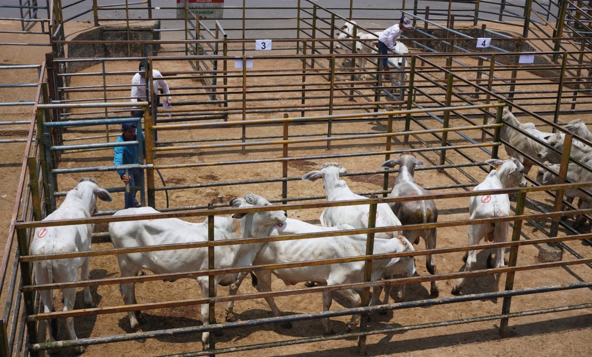 Santo Domingo El 80 % del ganado comercializado en la feria de ASOGAN corresponde a cruces.