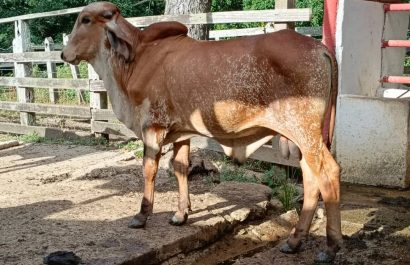 Santo Domingo acogerá la Tercera Feria Nacional de las Razas Gyr y Girolando, donde se exhibirán 220 ejemplares
