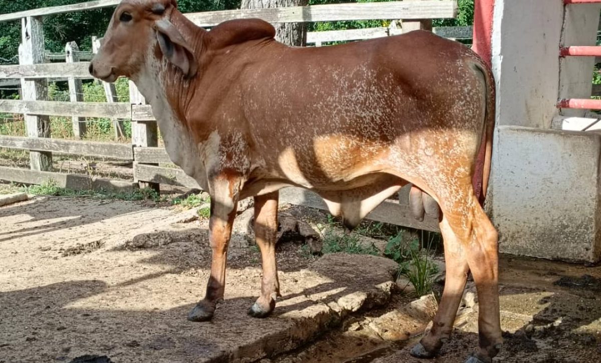 Santo Domingo acogerá la Tercera Feria Nacional de las Razas Gyr y Girolando, donde se exhibirán 220 ejemplares