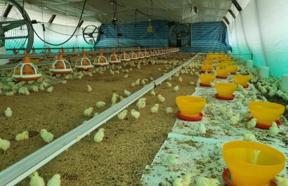 Santo Domingo de los Tsáchilas aporta el 20% de la producción avícola de Ecuador