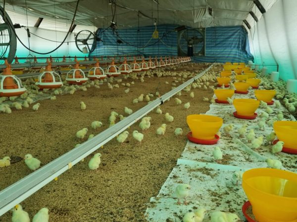 Santo Domingo de los Tsáchilas aporta el 20% de la producción avícola de Ecuador