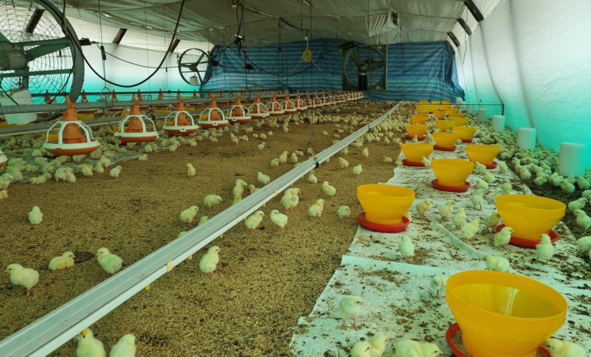Santo Domingo de los Tsáchilas aporta el 20% de la producción avícola de Ecuador