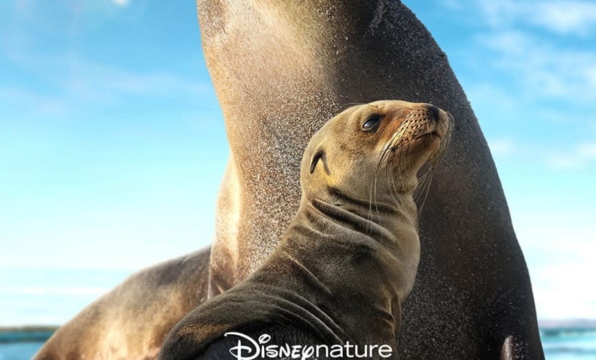 “Sea Lions of the Galápagos” llega a Disney+ para celebrar el Día de la Tierra