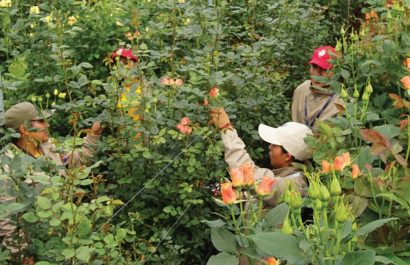 Sector floricultor en crisis El paro nacional genera pérdidas de cuatro millones de dólares en y amenaza las exportaciones. (Expoflores)