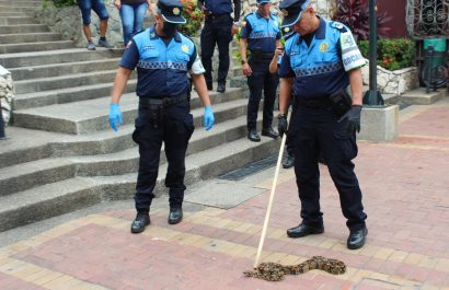Serpiente hallada en las escaleras de Las Peñas en Guayaquil genera alerta