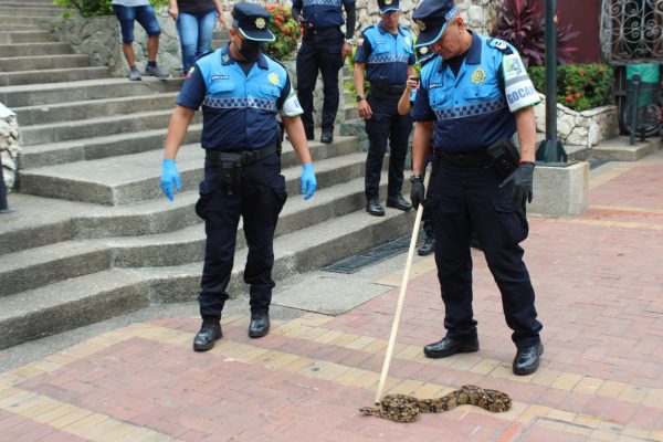 Serpiente hallada en las escaleras de Las Peñas en Guayaquil genera alerta