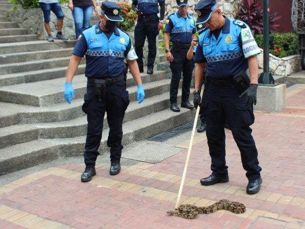 Serpiente hallada en las escaleras de Las Peñas en Guayaquil genera alerta